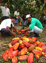 Workers harvest cacao beans