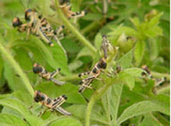 Locusts such as the ones above threaten crops throughout Africa