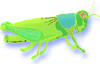 Grasshopper