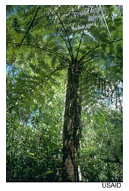 A large palm tree in the midst of a forested area. Photo Source: USAID