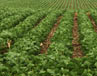 Field of Soybeans