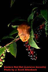 Photo of an Eastern Red Bat (copyright 2001, J. Scott Altenbach)