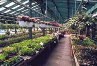 Photo of greenhouse