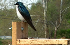 Sentinel Species: Tree swallow at nest box, Holston River, Virginia. (Thomas Chapman)