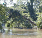 Forest with River