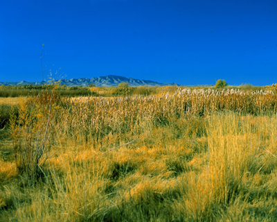 grassland hillside with mountains in backgroung