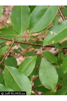 Photo of Prunus serotina Ehrh.