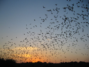 Photo of Frio cave bat emergence.