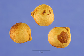 Photo of Prunus serotina Ehrh.