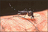 Aedes aegypti; adult female mosquito taking a blood meal on human skin.
