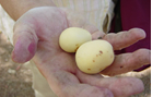 Photo showing two morula fruit grown under arid conditions in Israel