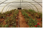 Photo taken in Jordan showing roses growing with treated water in a green house