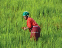 Photo of a local woman in a lush green field of rice.
