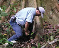 A forester marks the base of a very large tree.