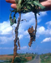 [Photograph]: Feeding tubes and damage caused by the larvae of the moth, Bradyrrhoa gilveolella on the tap root of Chrondilla juncea.