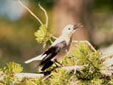 [Photograph]: The Clarks Nutcracker is the primary seed dispersal agent for whitebark pine.