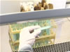 A lab technician works with Tuberculosis bacteria under the protection of a testing cabinet funded by USAID at the new Bacteriological Laboratory of Belgorod