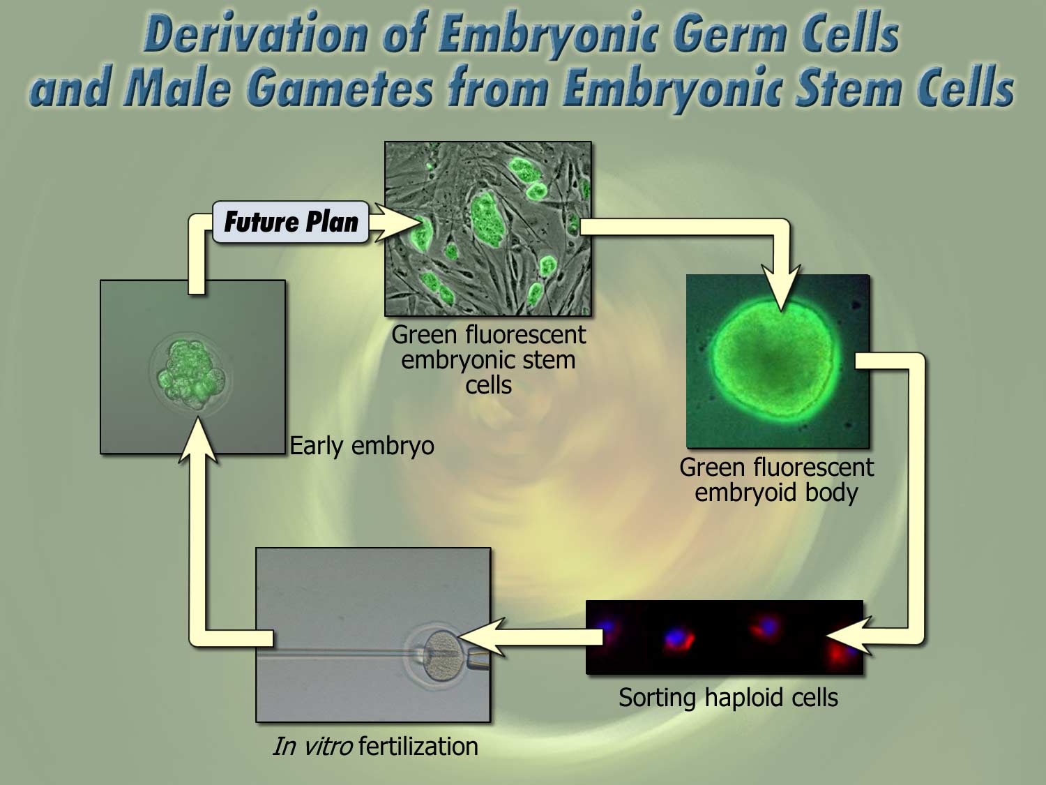 flow Chart depicting process followed to derive sperm cell precursors