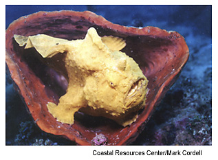 A Commerson's frogfish rests in a coral. Photo Source: Coastal Resources Center/Mark Cordell