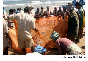 A group of fishers in Tamil Nadu, India examine a net full of small fish just pulled onto the beach. Photo Source: James Hutchins