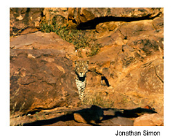Leopard among rock cliffs. Photo Source: Jonathan Simon