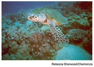 Turtle swimming above coral reefs. Photo source: Rebecca Sherwood/Chemonics