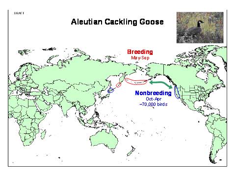 Distribution map of Aleutian Cackling Geese