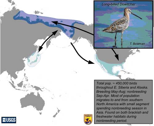 Distribution map of Long-billed Dowitcher