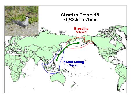 Distribution map of Aleutian Tern