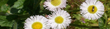 Daisy Fleabane at Lincoln Boyhood Home at Knob Creek