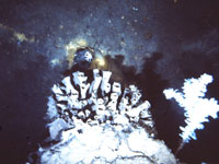 Deep-tow-camera image of a sponge colony atop a sulfide mound