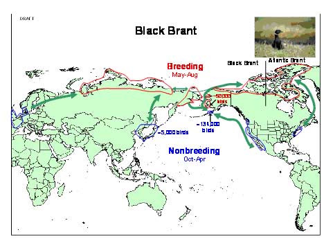 Distribution map of Black Brant