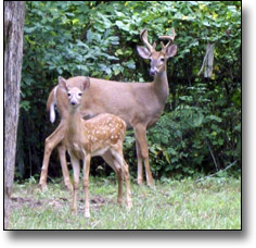 A white-tailed deer family that roams the park.