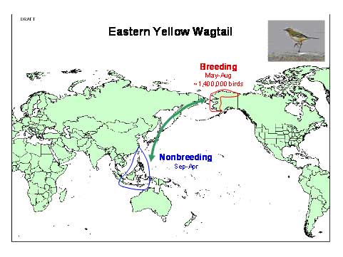 Distribution map of Eastern Yellow Wagtail