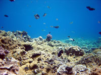 Underwater image of a healthy reef system