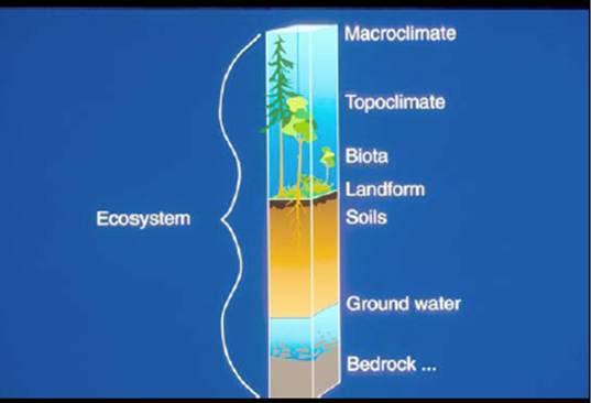 Diagram showing a vertical cross section of an ecosystem from bedrock to macroclimate