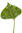 cottonwood leaf