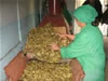 Georgia's first premium green tea processing mini-factory was opened in Ternali village in the Imereti region