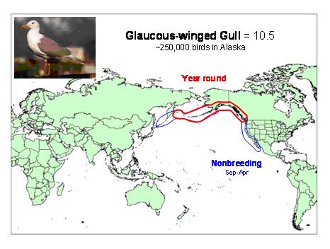 Distribution map of Glaucous-winged Gull