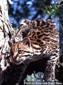 Ocelot at Laguna Atascosa NWR