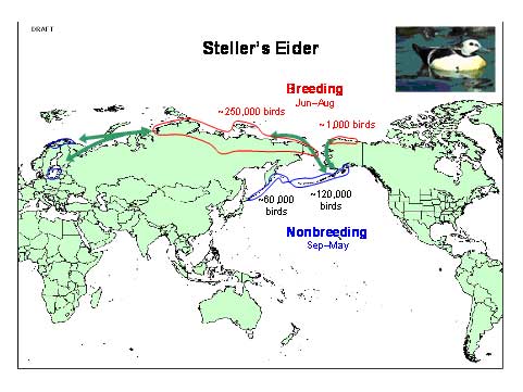 Distribution map of Steller’s Eider
