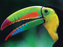 Photo of a Keel Billed Toucan. Source: J. Bauer 2004 All Rights Reserved