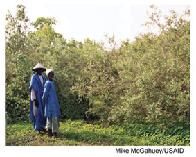 Two Senegalese men standing in front of a West African forest. Photo Source: Mike McGahuey/USAID