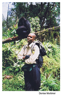 A park ranger standing near a gorilla which sits on a tree branch. Photo source; Denise Mortimer