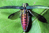 emerald ash borer - invasive beetle - ash tree destruction - ash tree death - invasive species - Asian longhorned beetle