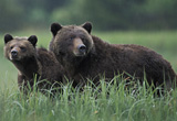 Great Bear Rainforest - Canada conservation - temperate rainforest conservation - largest temperate rainforest - British Columbia conservation - grizzly bear conservation - bear monitoring - bear tracking