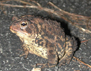 Photo showing an American Toad (Bufo americanus)