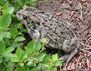 Photo showing a Western toad (Bufo boreas)