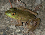 Photo showing an American Bullfrog (Rana catesbeiana)