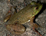 Photo showing an American Bullfrog (Rana catesbeiana)